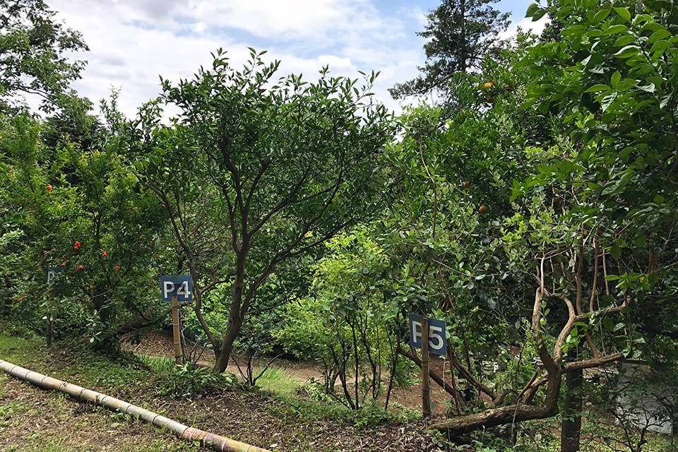 里山へと続く山道