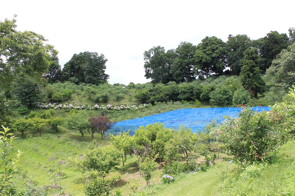 里山ベリー園 反対側の農園