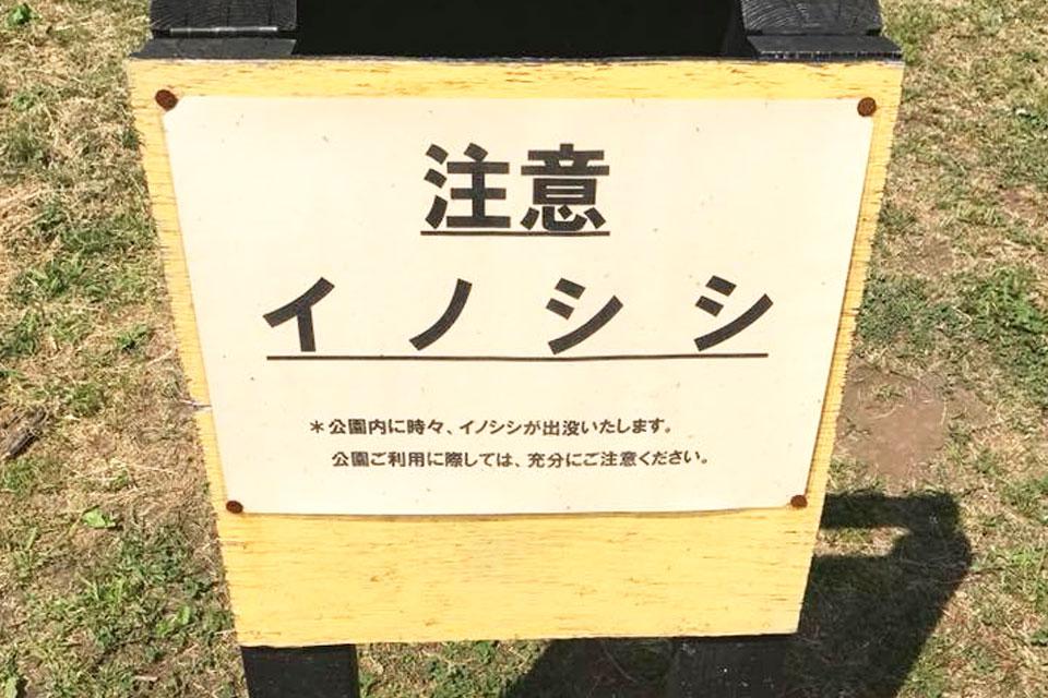 イノシシ注意