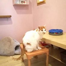 いぬねこ café Lua _写真1