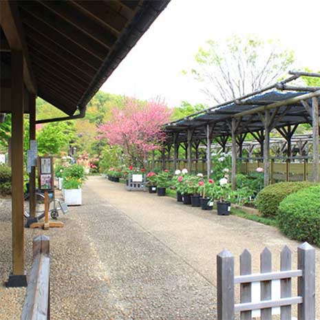 町田ぼたん園_写真2