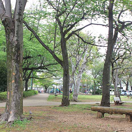忠生公園_写真2