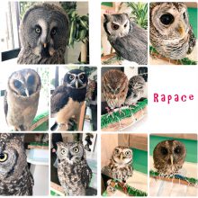 Rapace1周年記念！