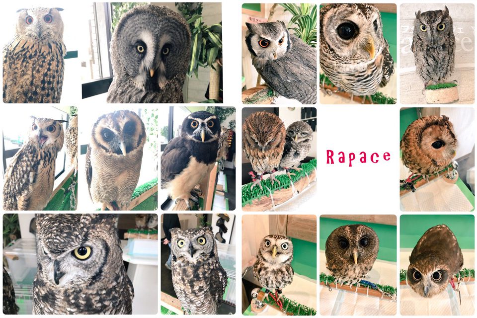 Rapace1周年記念！