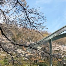 180326 町田お花見2018