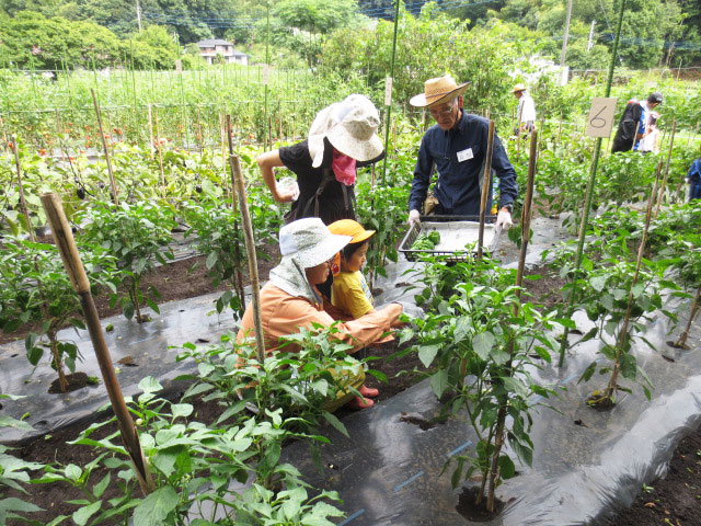 夏野菜収穫体験_写真2