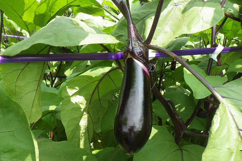 ナス農家ナンバーワン_写真1