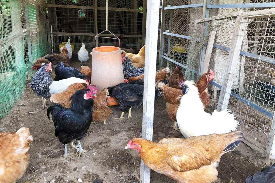鶏舎嶋崎_写真1