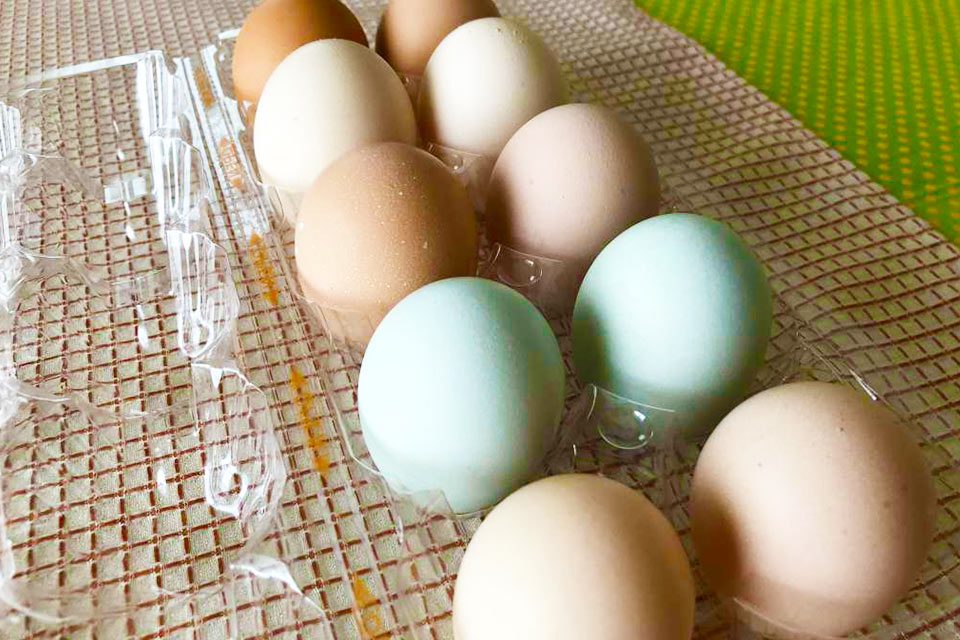鶏舎嶋崎_写真2
