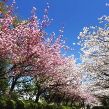 町田さくらまつりウィーク
