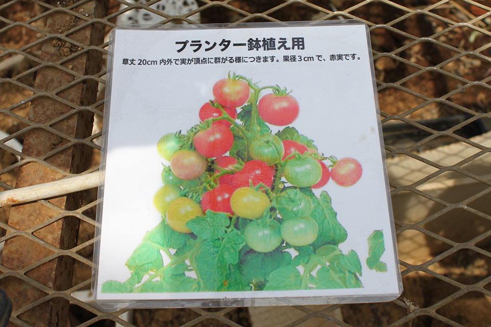 トマトの苗