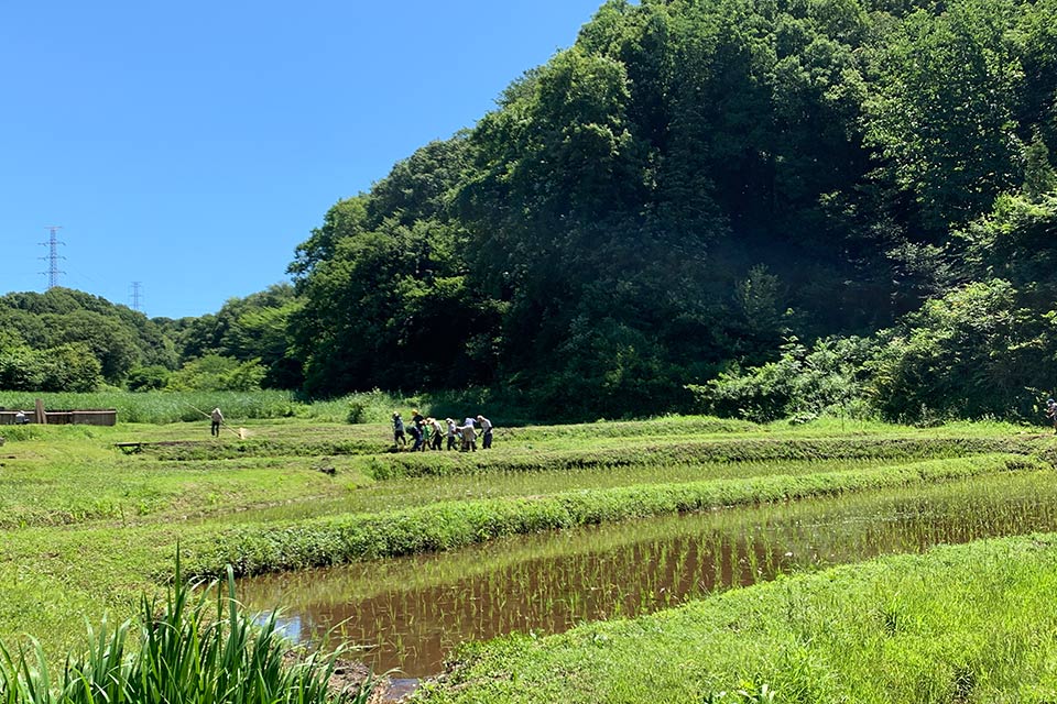 田んぼに入るところ